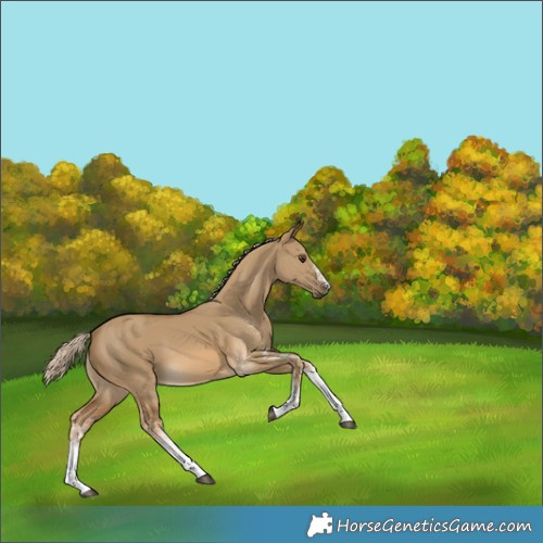 Horse Color:White Spotted Chocolate Palomino Dun