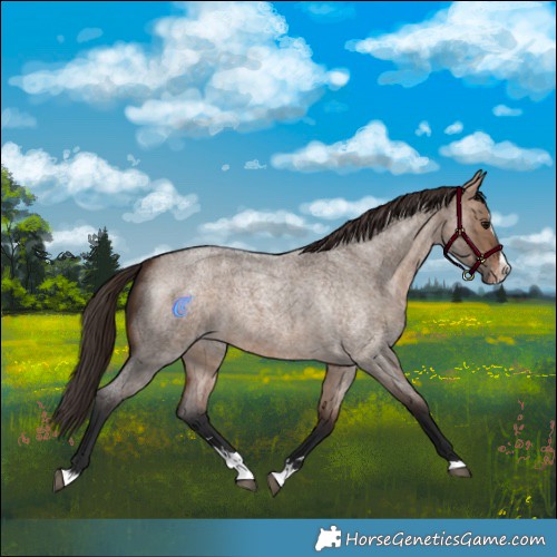 Horse Color:Bay Roan Dun Splash Varnish