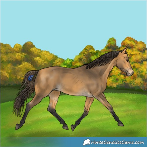 Horse Color:White Spotted Buckskin