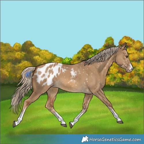 Horse Color:White Spotted Chocolate Palomino Dun Blanket 