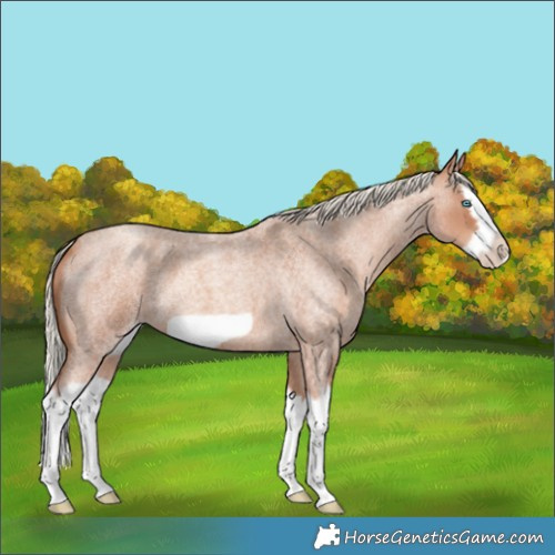Horse Color:Gold Champagne Roan Splash Frame 