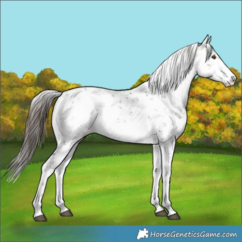 Horse Color:Buckskin Sabino 