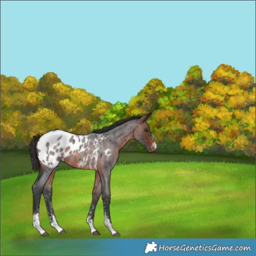 Horse Color:Brown Roan Sabino Blanket 