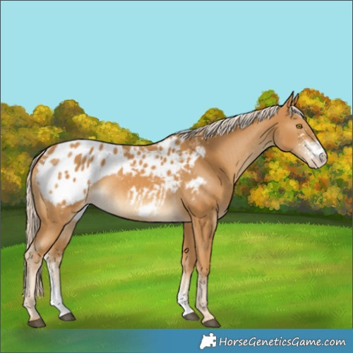 Horse Color:Palomino Sabino Blanket 