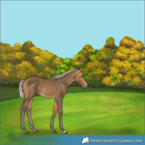 Horse Color:Silver Buckskin