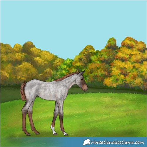 Horse Color:Unknown 