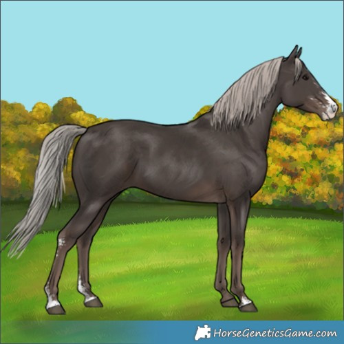 Horse Color:Silver Black Sabino 