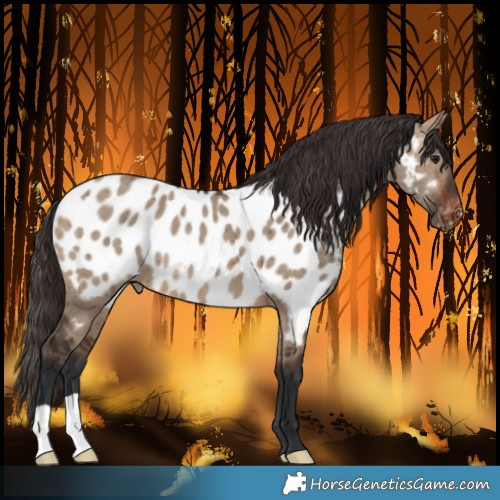 Horse Color:Brown Dun Blanket Brindle