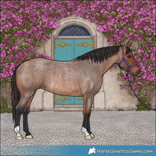 Horse Color:Bay Roan Rabicano