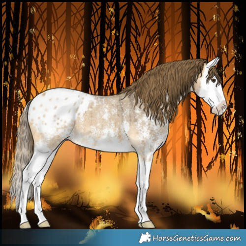 Horse Color:Buckskin Dun Sabino Splash Blanket Brindle