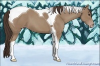 Horse Color:Classic Champagne Tobiano