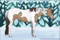 Horse Color:Classic Champagne Tobiano