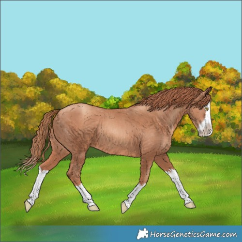 Horse Color:Gold Champagne Splash 
