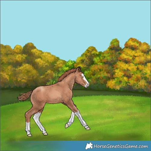 Horse Color:Gold Champagne Splash