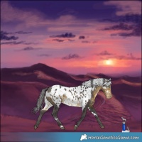 Horse Color:White Spotted Buckskin Merle Skewed LP Spotted 