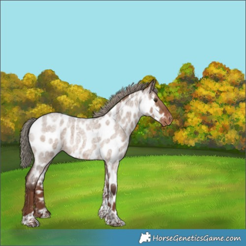 Horse Color:Liver Red Dun Roan Tobiano Near Leopard 