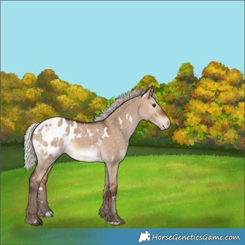Horse Color:White Spotted Silver Bay Dun Blanket