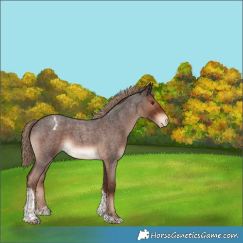 Horse Color:Liver Red Roan Tobiano Blanket
