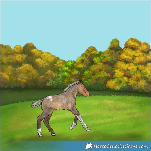 Horse Color:Gray Silver Amber Cream Champagne Roan Tobiano Blanket