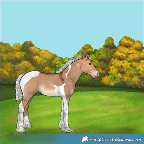 Horse Color:Silver Bay Dun Tobiano