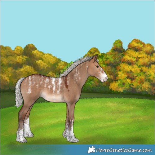 Horse Color:Powder White Silver Bay Dun