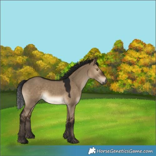Horse Color:Gray Bay Dun 