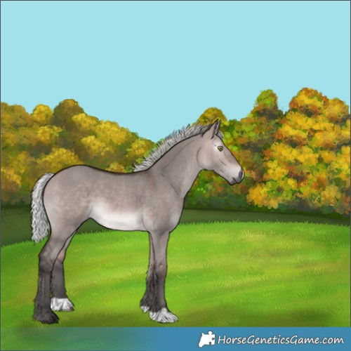 Horse Color:Gray Platinum Silver Bay Dun
