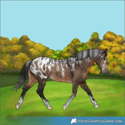 Horse Color:Powder White Gray Bay Dun Blanket Rabicano Brindle
