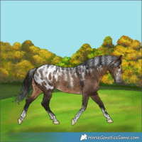 Horse Color:Powder White Gray Bay Dun Blanket Rabicano Brindle 