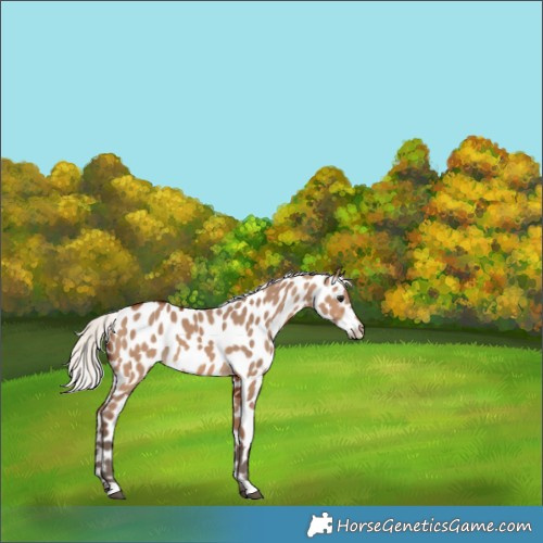 Horse Color:Silver Brown Dun Leopard 
