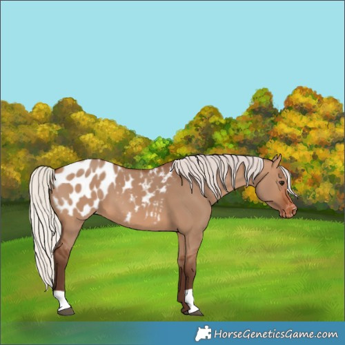 Horse Color:Silver Brown Dun Blanket 
