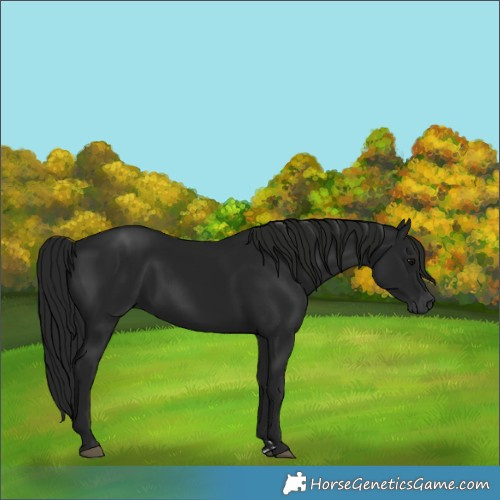 Horse Color:Gray Black