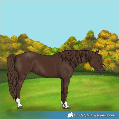 Horse Color:Gray Chestnut
