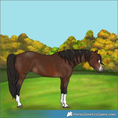 Horse Color:Gray Bay