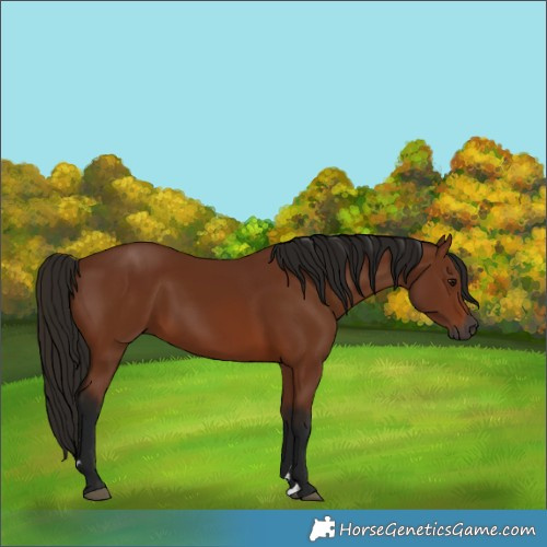 Horse Color:Gray Bay