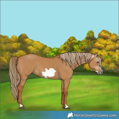 Horse Color:Gray Red Dun Frame
