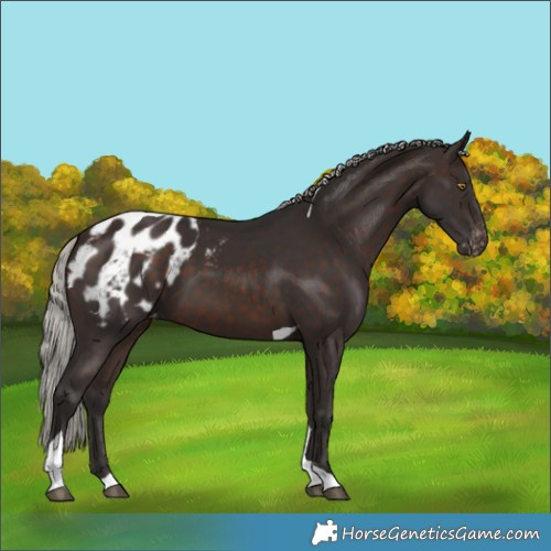Horse Color:Silver Brown Tobiano Blanket 