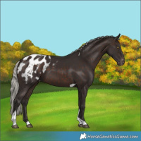 Horse Color:Silver Brown Tobiano Blanket