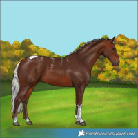 Horse Color:Powder White Silver Bay Tobiano 