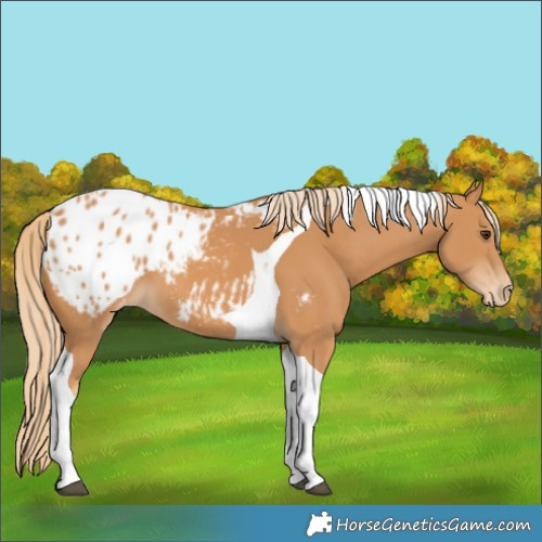 Horse Color:Chestnut Tobiano Blanket