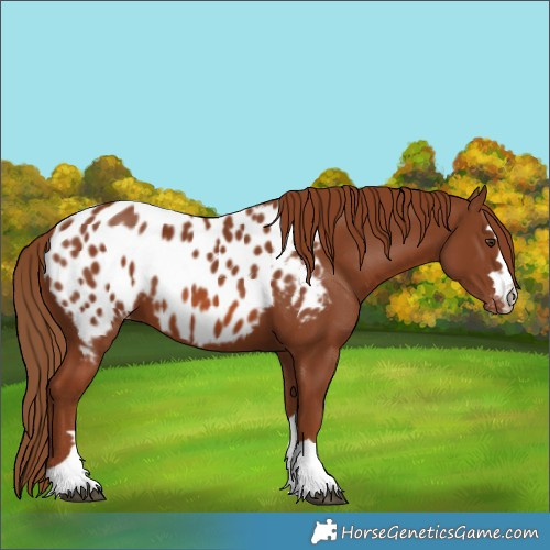 Horse Color:Chestnut Blanket 