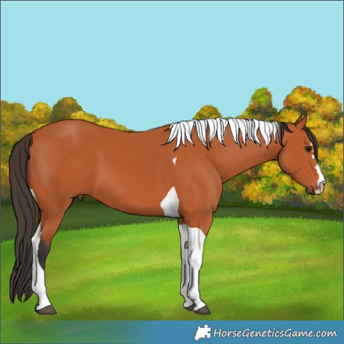 Horse Color:Bay Tobiano