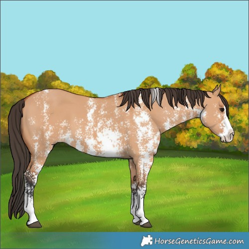 Horse Color:Bay Dun Sabino Splash