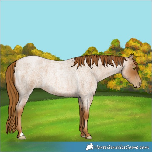 Horse Color:Gray Red Roan Pearl