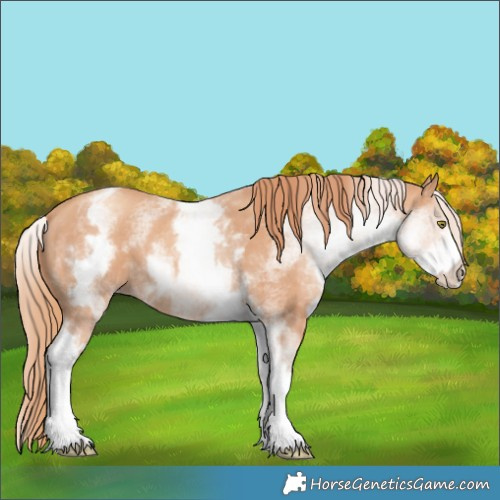 Horse Color:White Spotted Gold Champagne