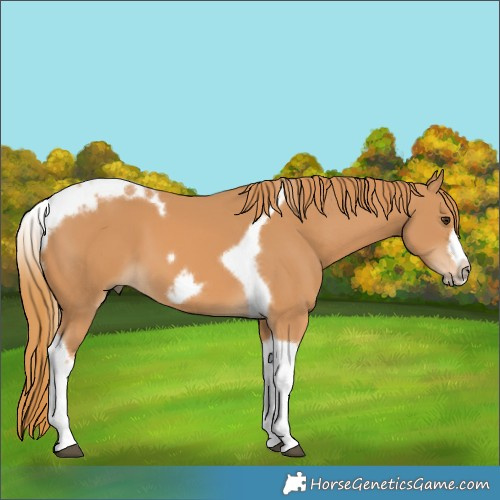 Horse Color:Chestnut Tobiano Frame 