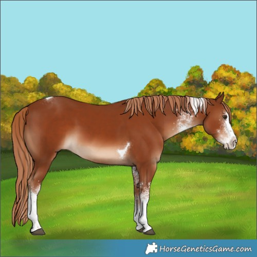 Horse Color:White Spotted Chestnut Splash Tobiano 