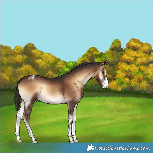 Horse Color:Liver Red Onyx Varnish 