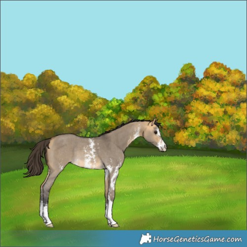 Horse Color:Buckskin Dun Sabino Rabicano 