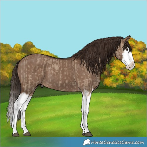 Horse Color:Unknown 